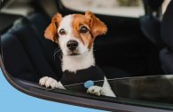 Jak bezpečně cestovat se psem v autě?